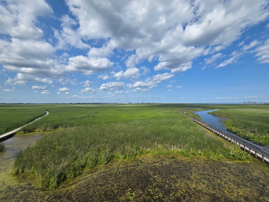 View from the viewing platform at the beginning of the marsh, wetlands