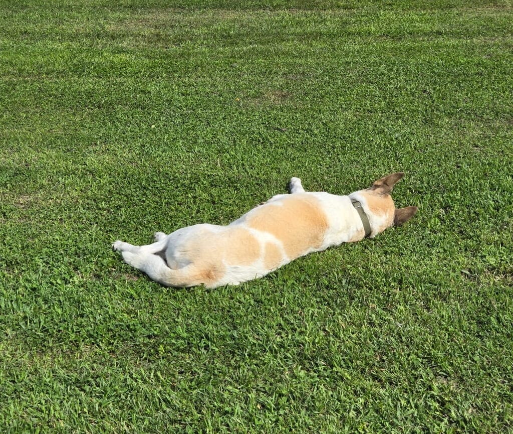 A large beige and white dog laying on grass, The Burrow Airbnb Review