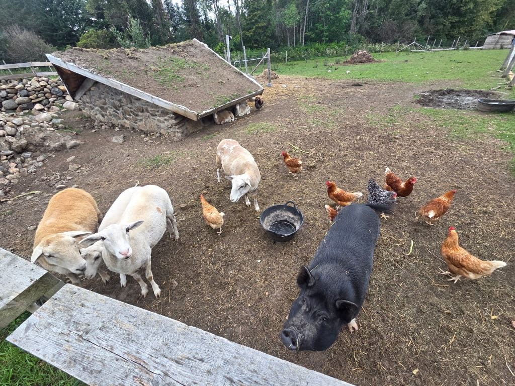 Farm animals - sheep, chicken and a pig