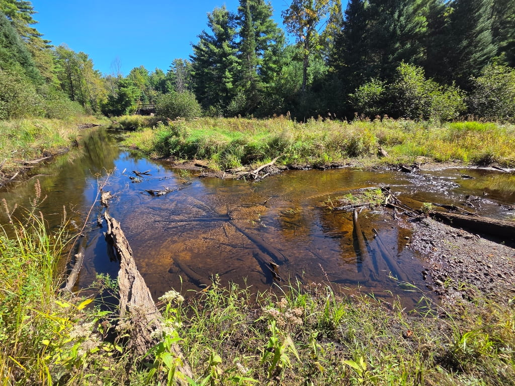 The area around the creek, spring
