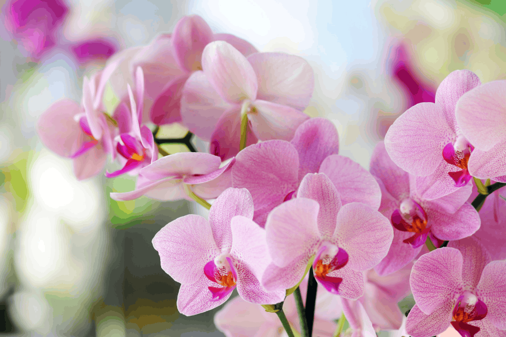 Pink-and-white orchids, flowers
